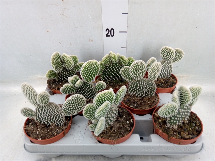 <h4>Opuntia microdasys 'Albispina'</h4>