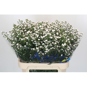 Aster White Gypsy