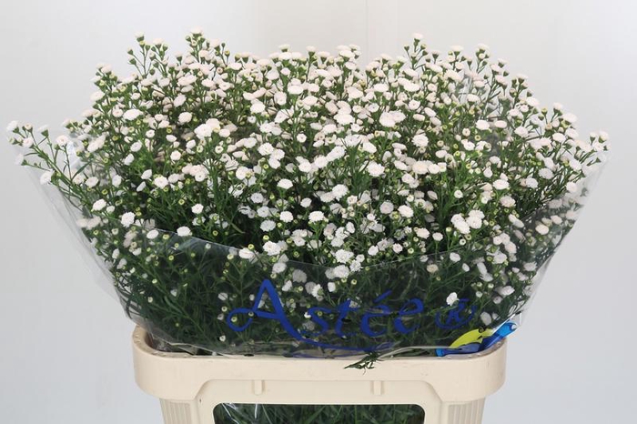 <h4>Aster White Gypsy</h4>