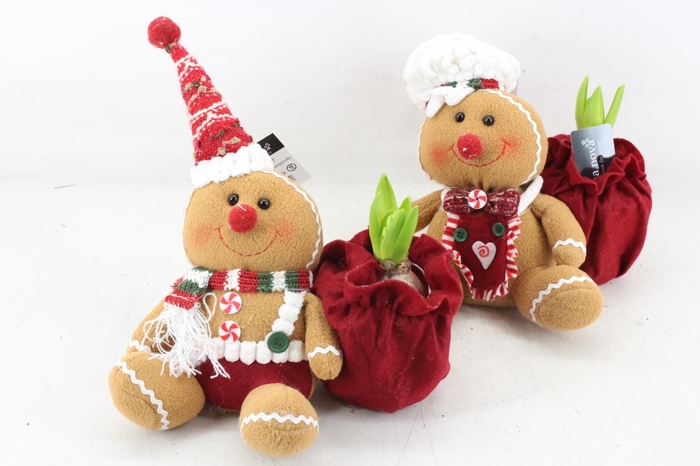 <h4>arr4 Hyacint RN - Ginger & gingerella</h4>