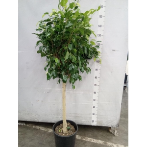 Ficus benja. 'Danielle'