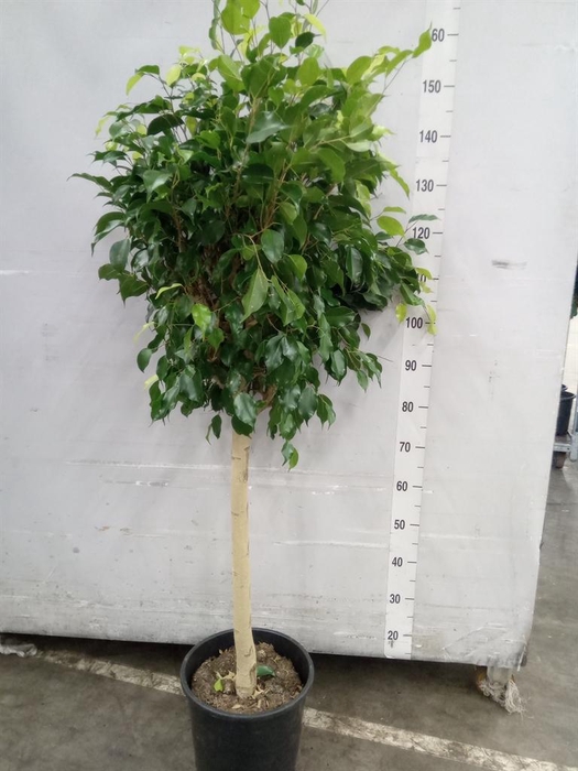 <h4>Ficus benja. 'Danielle'</h4>