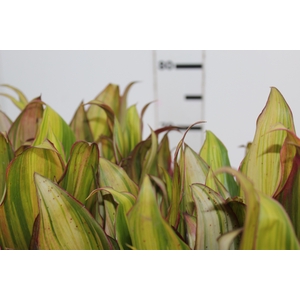 FOLHAGEM DRACENA KIWI