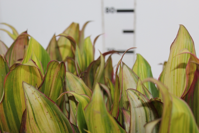<h4>FOLHAGEM DRACENA KIWI</h4>