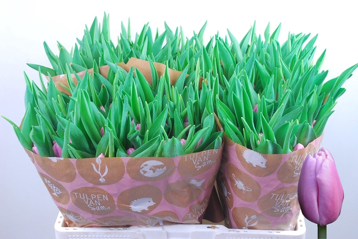 <h4>TU EN ARGOS</h4>