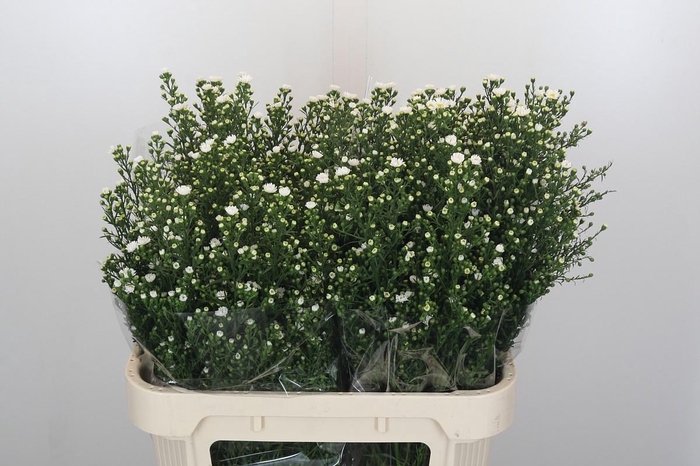 <h4>Aster Paquita</h4>