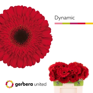 GE GR DYNAMIC