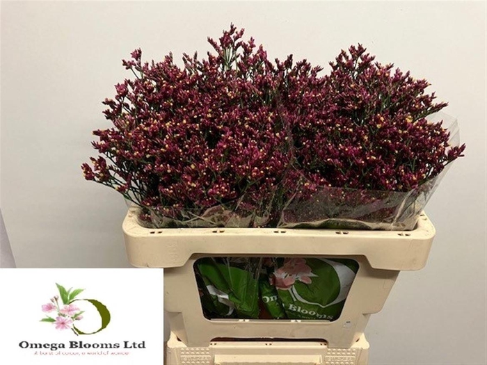 Lim Sin Scar Diamond