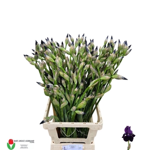 Iris G Cup Race