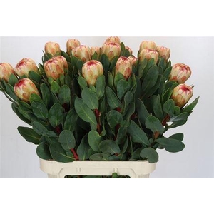 Protea Grandicolor