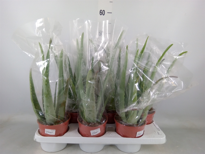 <h4>Aloe vera</h4>