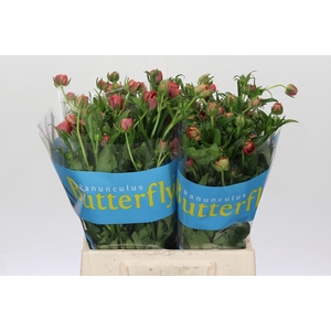 Ranunculus Butterfly Musa