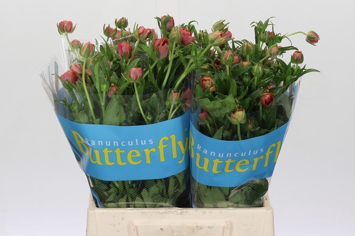 <h4>Ranunculus Butterfly Musa</h4>