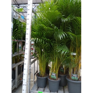 Dypsis lutescens   ...Chrysalidoca