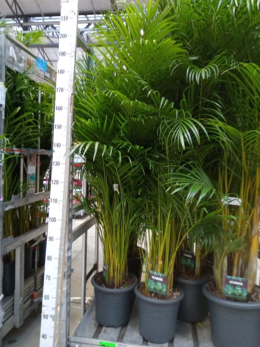 <h4>Dypsis lutescens ...Chrysalidoca</h4>