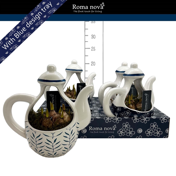 <h4>Arr. Muscari L%</h4>