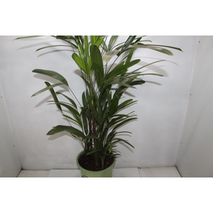 PALMEIRA RAPHIS P24