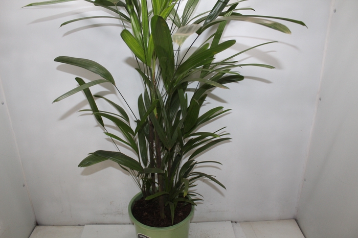 <h4>PALMEIRA RAPHIS P24</h4>