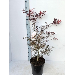 Acer palmatum Enkan