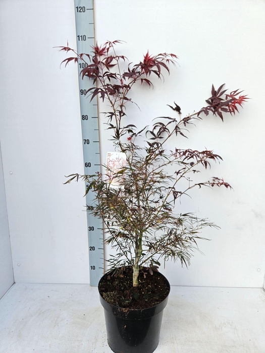 <h4>Acer palmatum Enkan</h4>