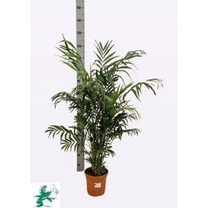 Chamaedorea elegans 20Ø 100cm