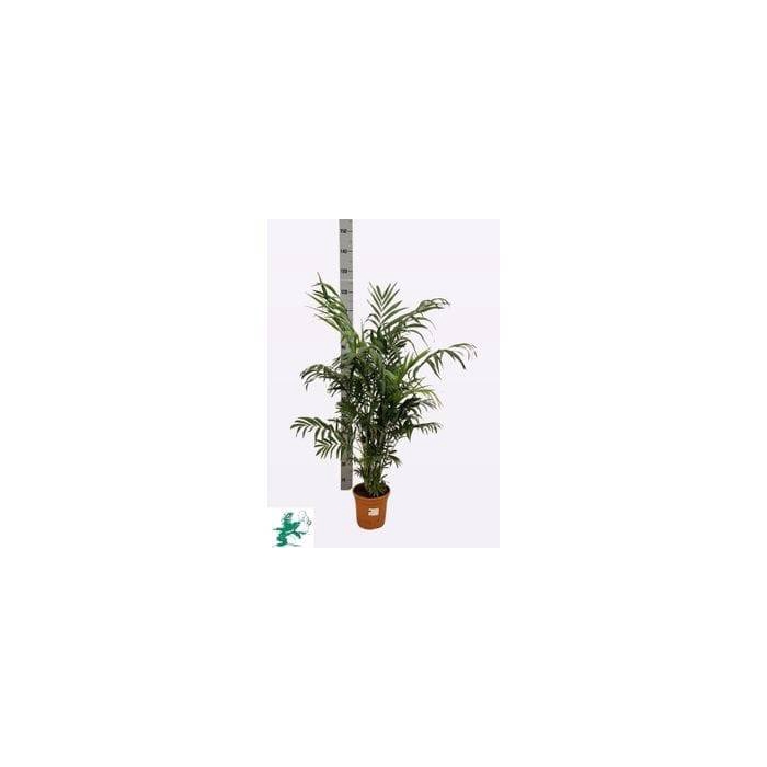 <h4>Chamaedorea elegans 20Ø 100cm</h4>
