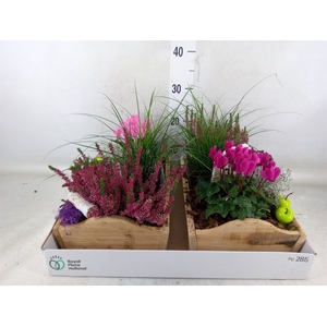 Arr.   Tuinplanten L%