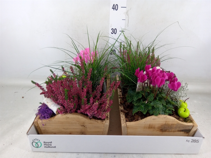 <h4>Arr.   Tuinplanten L%</h4>