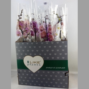 Phalaenopsis   ...mix