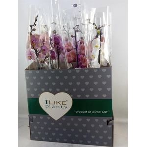 Phalaenopsis   ...mix