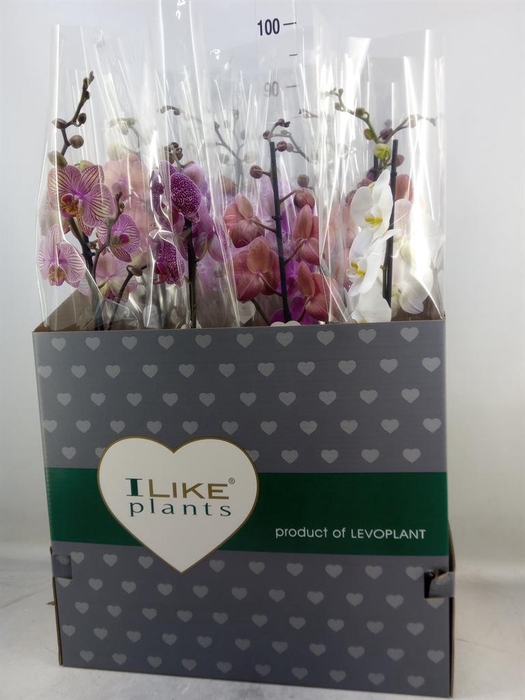 <h4>Phalaenopsis   ...mix</h4>