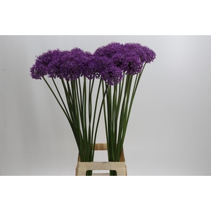Allium Stratos