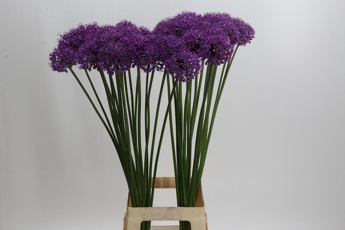 <h4>Allium Stratos</h4>