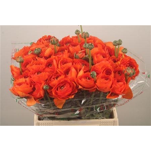 Ran.. Su Dark Orange Extra X50