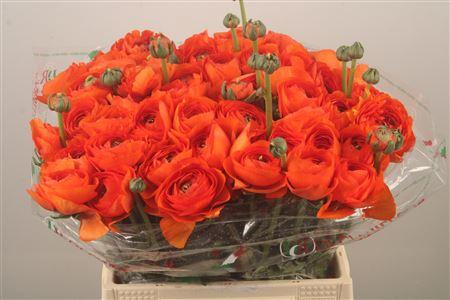 Ran.. Su Dark Orange Extra X50