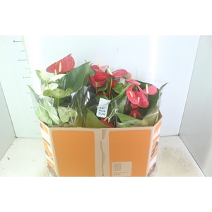 ANTHURIUM VARIADO P17