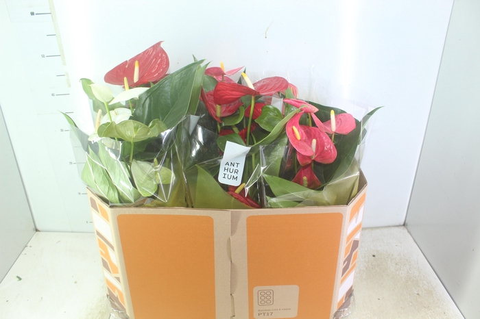 <h4>ANTHURIUM VARIADO P17</h4>