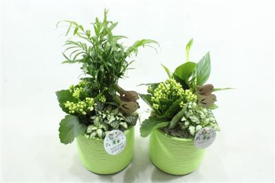 <h4>SC01 AMY GREEN</h4>