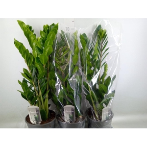 Zamioculcas zamiifolia