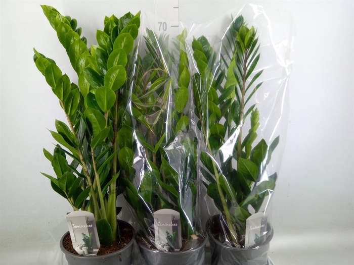 <h4>Zamioculcas zamiifolia</h4>