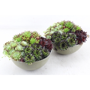 arr4 Semp MB - Kunstst. schaaltje groen 285/5