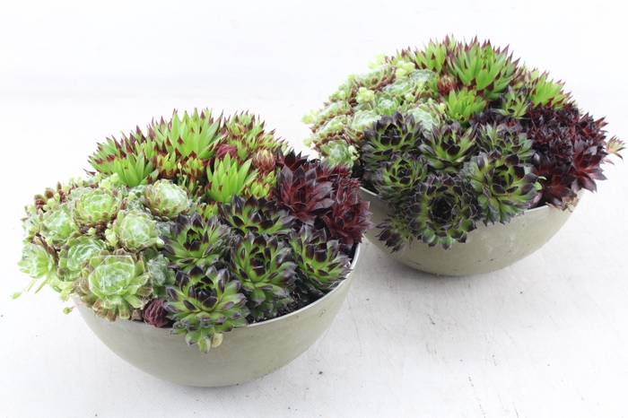 <h4>arr4 Semp MB - Kunstst. schaaltje groen 285/5</h4>