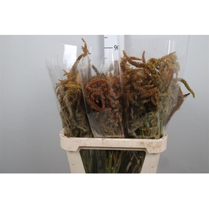 Amar Cr Hot Biscuits