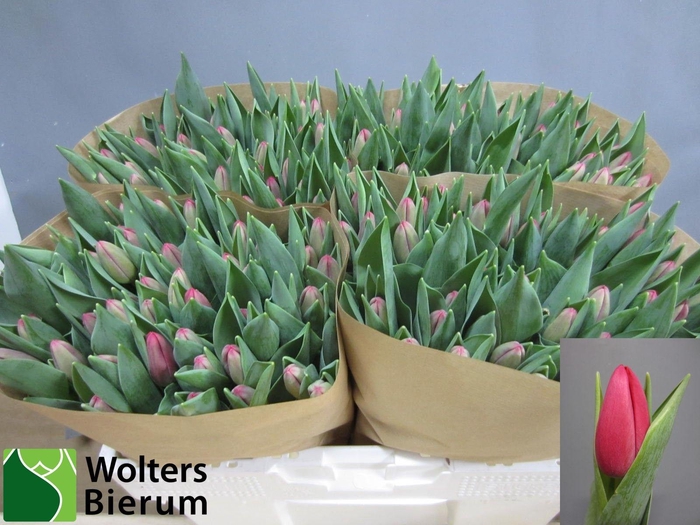 <h4>TU EN SURRENDER</h4>