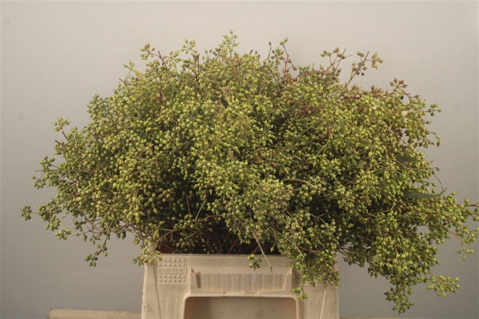 <h4>Euc Greenberry Per Bunch</h4>