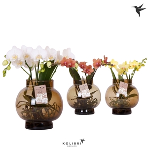 Kolibri Orchids Phalaenopsis Roots mix in glas bowl brown
