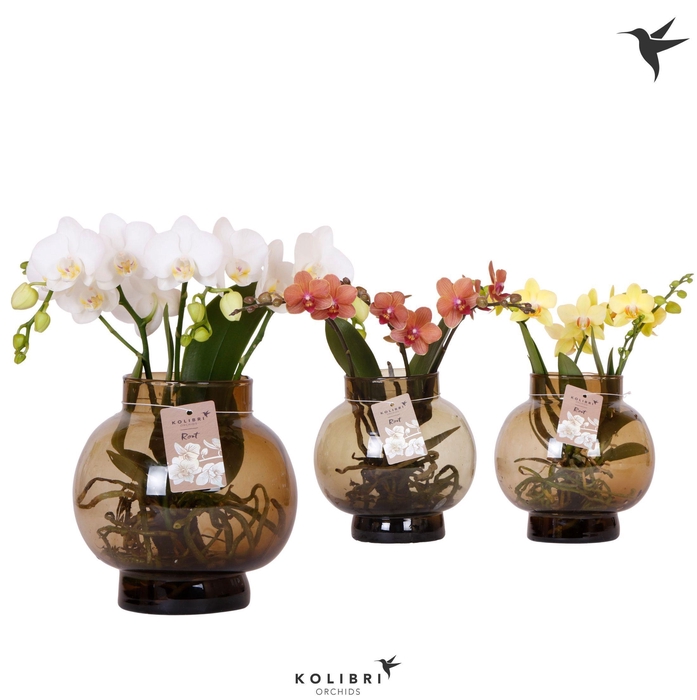 <h4>Kolibri Orchids Phalaenopsis Roots mix in glas bowl brown</h4>