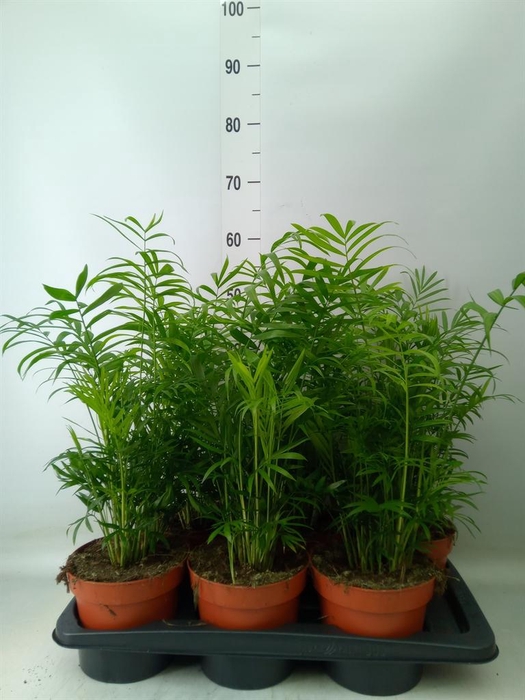 <h4>Chamaedorea elegans</h4>