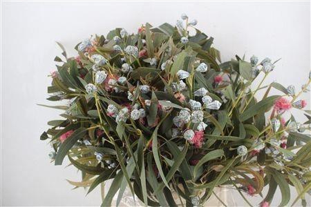 <h4>EUC OV BLAD BS</h4>