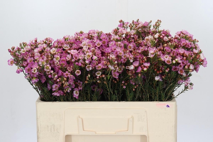 <h4>Chamelaucium Adi</h4>